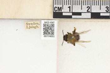 Media type: image;   Entomology 774051 Aspect: Labels